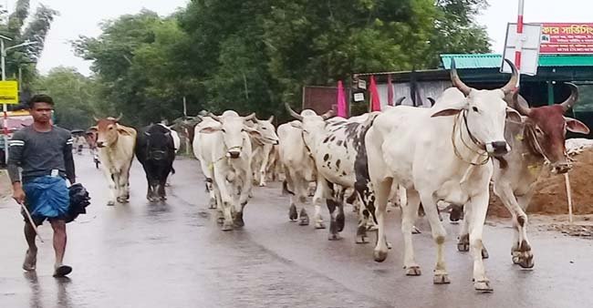 ভারতীয় গরুর দখলে কানাইঘাটের সড়কের বাজার, প্রশাসন নীরব