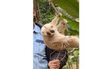 শ্রীমঙ্গলে চা- বাগান থেকে লজ্জাবতী বানর উদ্ধার