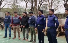 কোম্পানীগঞ্জে ১৭টি ভারতীয় গরু উদ্ধার, চোরাকারবারি আটক