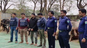 কোম্পানীগঞ্জে ১৭টি ভারতীয় গরু উদ্ধার, চোরাকারবারি আটক