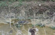 গোলাপগঞ্জে মস্তকহীন লাশ উদ্ধার