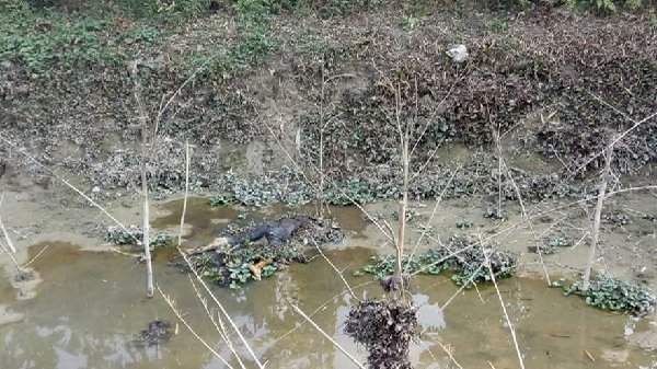 গোলাপগঞ্জে মস্তকহীন লাশ উদ্ধার