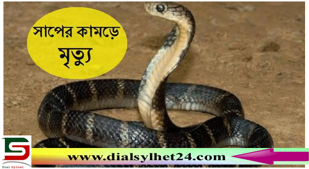 সিলেটে সাপের কামড়ে শিশুর মৃত্যু