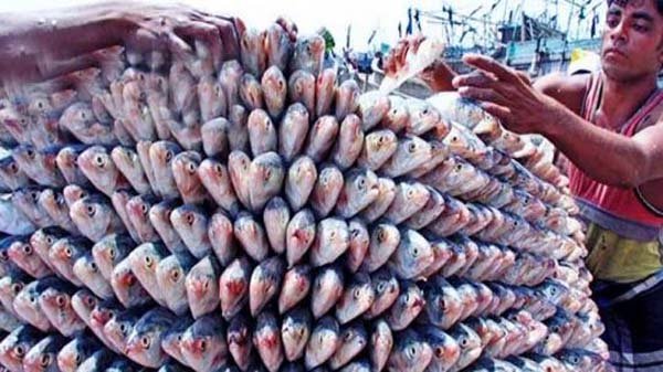 দুর্গাপূজায় ভারতে ১১ দিনে গেল ৫০৩ মেট্রিক টন ইলিশ