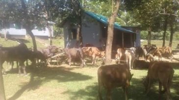 জৈন্তাপুরে ৫৬টি গরু-মহিষ আটক, নিলামে বিক্রি