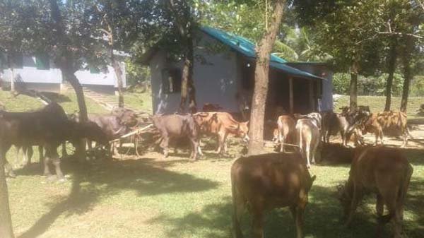 জৈন্তাপুরে ৫৬টি গরু-মহিষ আটক, নিলামে বিক্রি