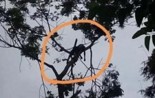 কানাইঘাটে গাছের ডাল কাটতে গিয়ে যুবকের মৃত্যু