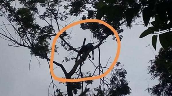 কানাইঘাটে গাছের ডাল কাটতে গিয়ে যুবকের মৃত্যু