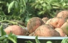 খুচরা পর্যায়ে আলুর দাম ৩০ টাকা নির্ধারণ