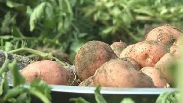 খুচরা পর্যায়ে আলুর দাম ৩০ টাকা নির্ধারণ