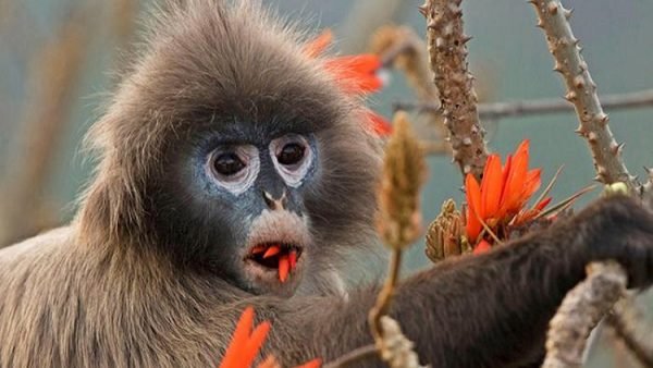 মৌলভীবাজার থেকে এক ‘চশমাপরা হনুমান’ উদ্ধার