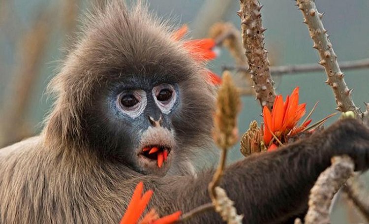 মৌলভীবাজার থেকে এক ‘চশমাপরা হনুমান’ উদ্ধার