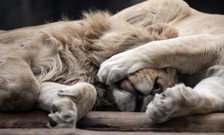 বার্সেলোনায় করোনায় আক্রান্ত হলো  চিড়িয়াখনার তিনটি সিংহি ও একটা সিংহ