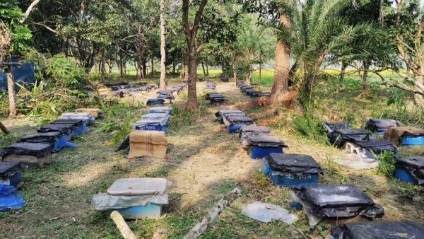 সরিষার সঙ্গে মধু