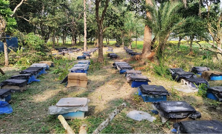 সরিষার সঙ্গে মধু