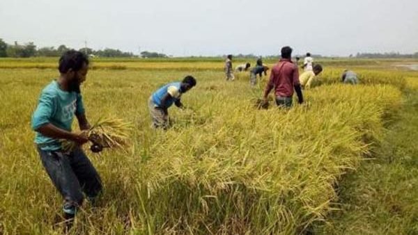 সিলেট অঞ্চলে প্রায় দেড় লাখ কৃষক কৃষি প্রণোদনা পাচ্ছেন