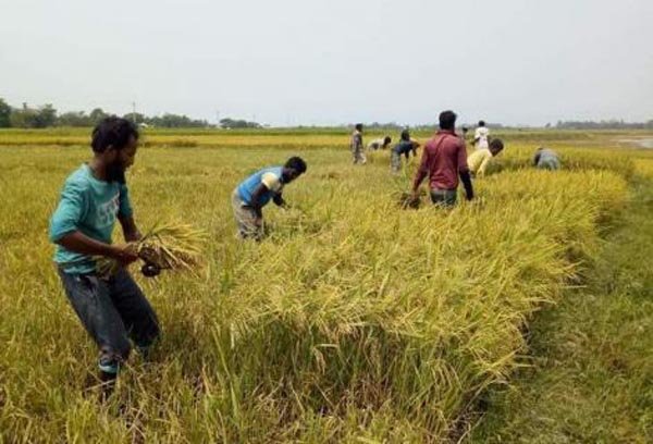 সিলেট অঞ্চলে প্রায় দেড় লাখ কৃষক কৃষি প্রণোদনা পাচ্ছেন