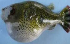 পটকা মাছ খেয়ে বউ-শ্বাশুড়ির মৃত্যু