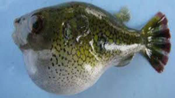 পটকা মাছ খেয়ে বউ-শ্বাশুড়ির মৃত্যু