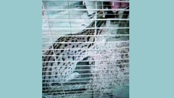 হবিগঞ্জের বানিয়াচংয়ে লোহার ফাঁদে ধরা পড়ল মেছো বাঘ