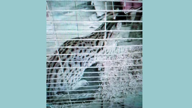 হবিগঞ্জের বানিয়াচংয়ে লোহার ফাঁদে ধরা পড়ল মেছো বাঘ