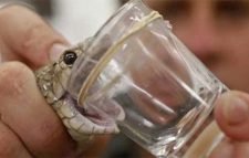 বছরে আট চক্রের ৩০০ কোটি টাকার সাপের বিষ পাচার