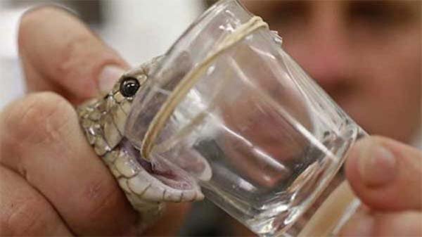 বছরে আট চক্রের ৩০০ কোটি টাকার সাপের বিষ পাচার