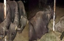 জৈন্তাপুরে ৭টি ভারতীয় মহিষ আটক, নিলামে বিক্রি