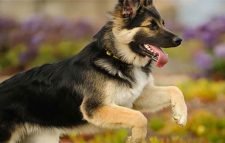 হার্টঅ্যাটাকের শিকার ব্যক্তির জীবন বাঁচালো কুকুর