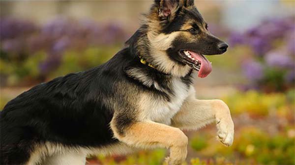 হার্টঅ্যাটাকের শিকার ব্যক্তির জীবন বাঁচালো কুকুর
