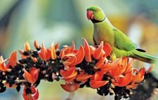 আজ ভালোবাসার দিন