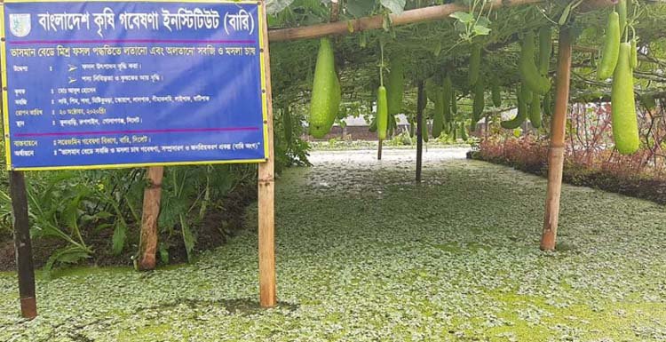 ভাসমান বেডে সবজি ও মসলা চাষ করে আশা জাগানিয়া সিলেটের  কৃষকরা