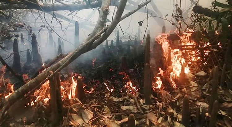 এখনও ধোঁয়া উড়ছে সুন্দরবনে