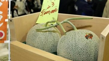 দুই তরমুজ বিক্রি হলো প্রায় ২১ লাখ টাকায়!