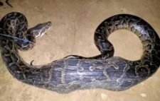 মৌলভীবাজারে ১২ ফুট লম্বা অজগর সাপ উদ্ধার