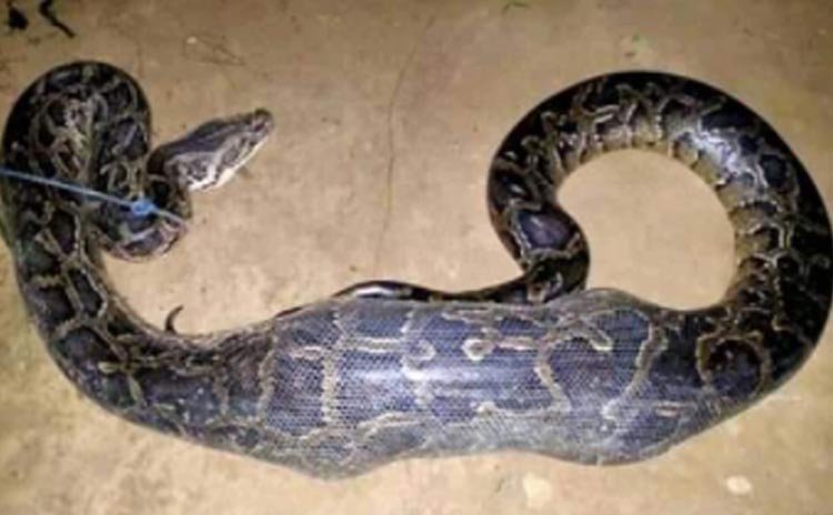 মৌলভীবাজারে ১২ ফুট লম্বা অজগর সাপ উদ্ধার