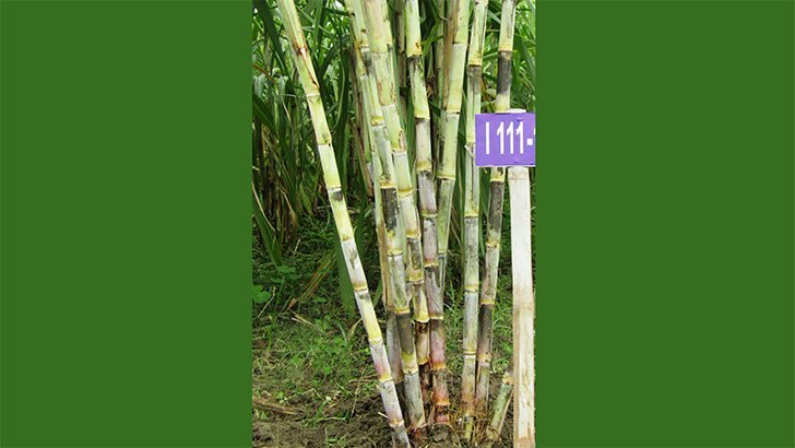 পাবনায় নতুন জাতের আখ উদ্ভাবন