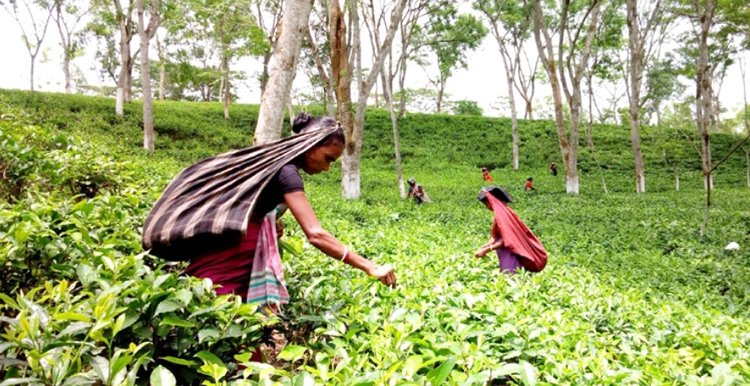 আজ জাতীয় চা দিবস