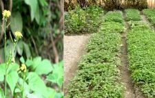 মৌলভীবাজারে ভাড়া নিয়ে সবজি চাষ ও চারা উৎপাদন করে জীবিকা নির্বাহ করছে কয়েক‘শ নারী উদ্যোক্তা :: DSTV