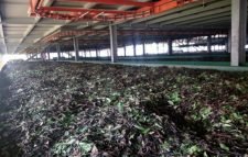 কমলগঞ্জে নষ্ট হলো ৬ লক্ষাধিক টাকার কাঁচা চা পাতা