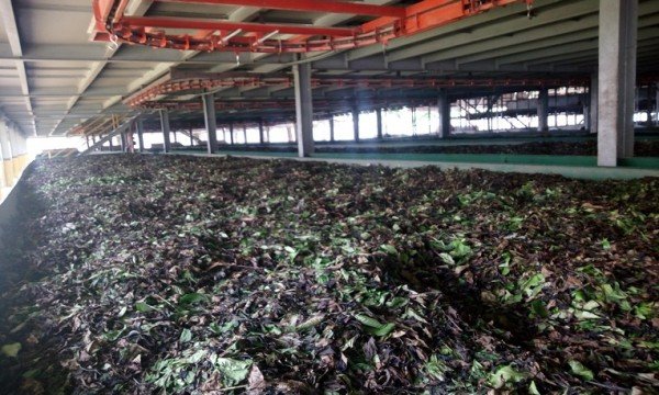 কমলগঞ্জে নষ্ট হলো ৬ লক্ষাধিক টাকার কাঁচা চা পাতা