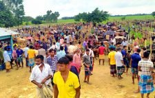 নবীগঞ্জে লকডাউনেও বসলো পশুর হাট
