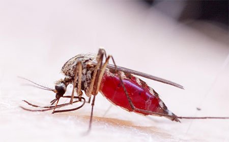 করোনার পর ভয় ধরাচ্ছে জিকা ভাইরাস