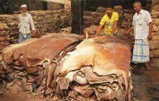 ৫ প্রতিষ্ঠানকে চামড়া রপ্তানির অনুমতি দিলো সরকার