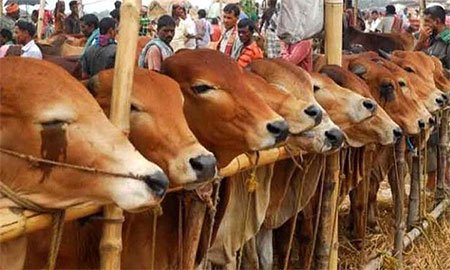 কোরবানির পশু অনলাইনে ক্রয়-বিক্রয়ের অনুরোধ মৎস্য মন্ত্রণালয়ের
