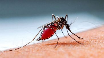ডেঙ্গুতে আজ মৃত্যু ৬, হাসপাতালে ভর্তি আরও ৮৬৯