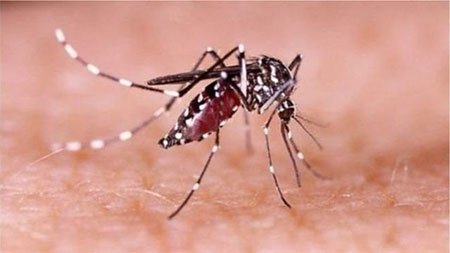 ২৪ ঘণ্টায় ৬৫ ডেঙ্গু রোগী হাসপাতালে ভর্তি