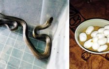 কমলগঞ্জে ১৫টি ডিমসহ খৈয়া গোখরা সাপ উদ্ধার