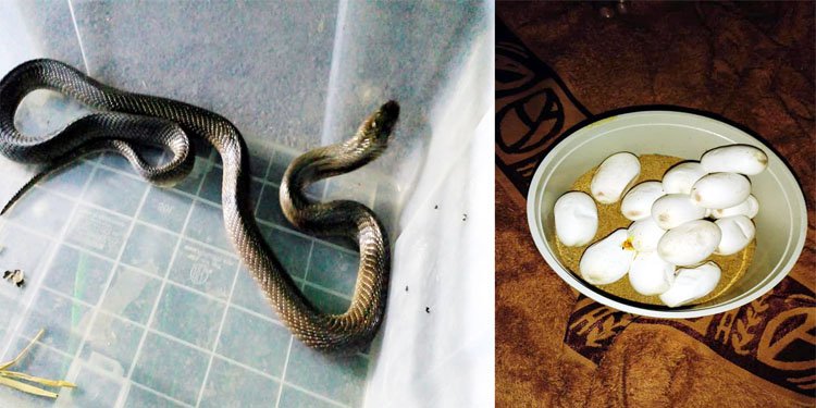 কমলগঞ্জে ১৫টি ডিমসহ খৈয়া গোখরা সাপ উদ্ধার