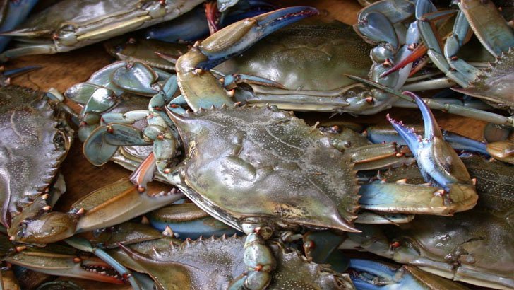 চীনের ফের শুরু কাঁকড়া রপ্তানি